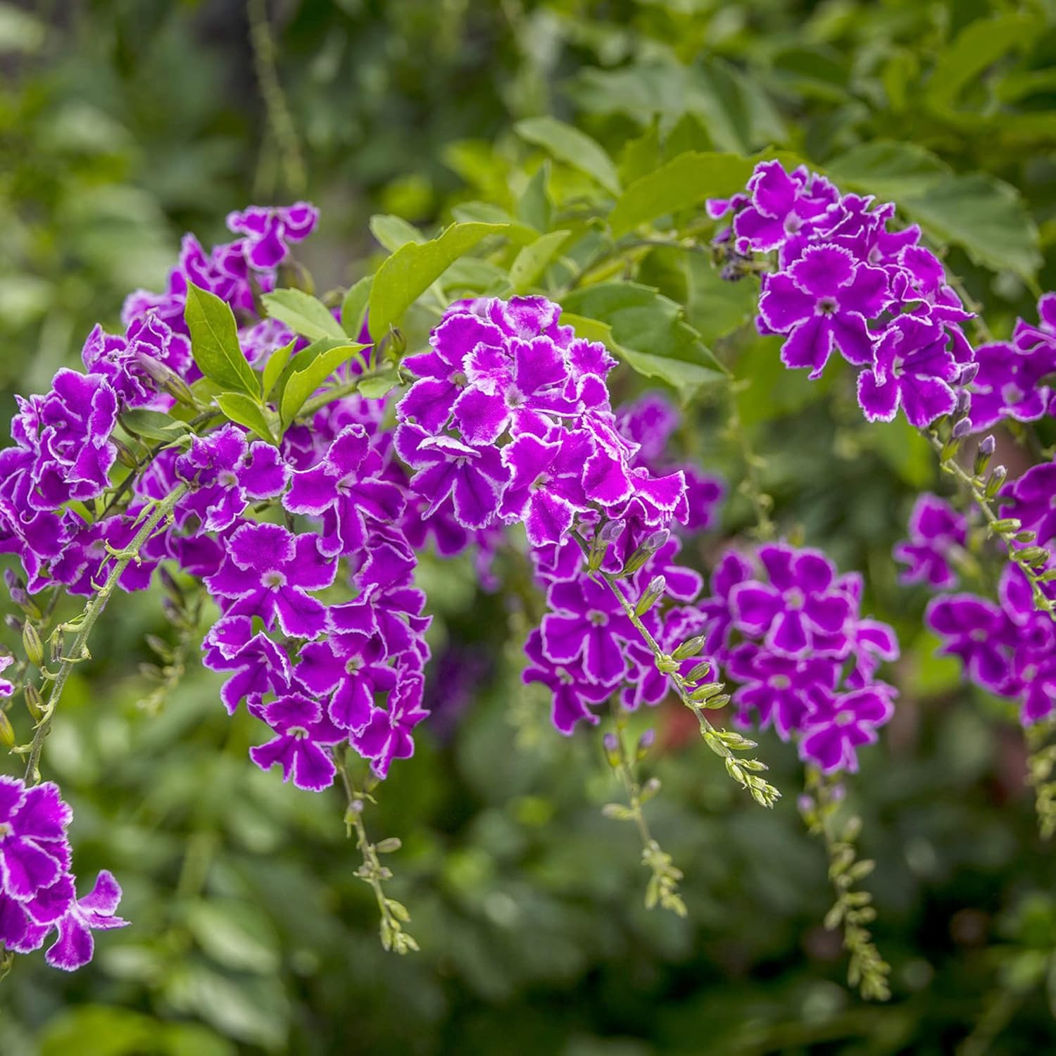 duranta plant seeds Duranta Erecta Flower Seeds for Planting – Heirloom, Non-GMO, Easy to – Pure Asia Seeds