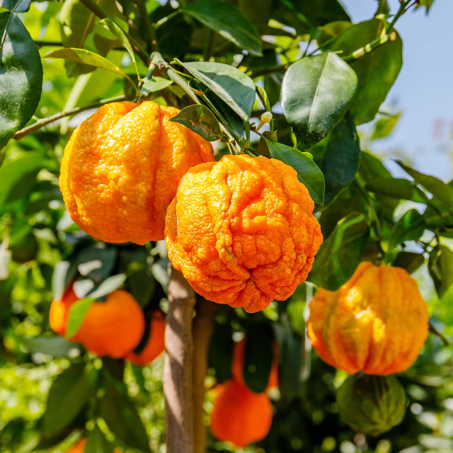 Graines de fruit d'orange amère