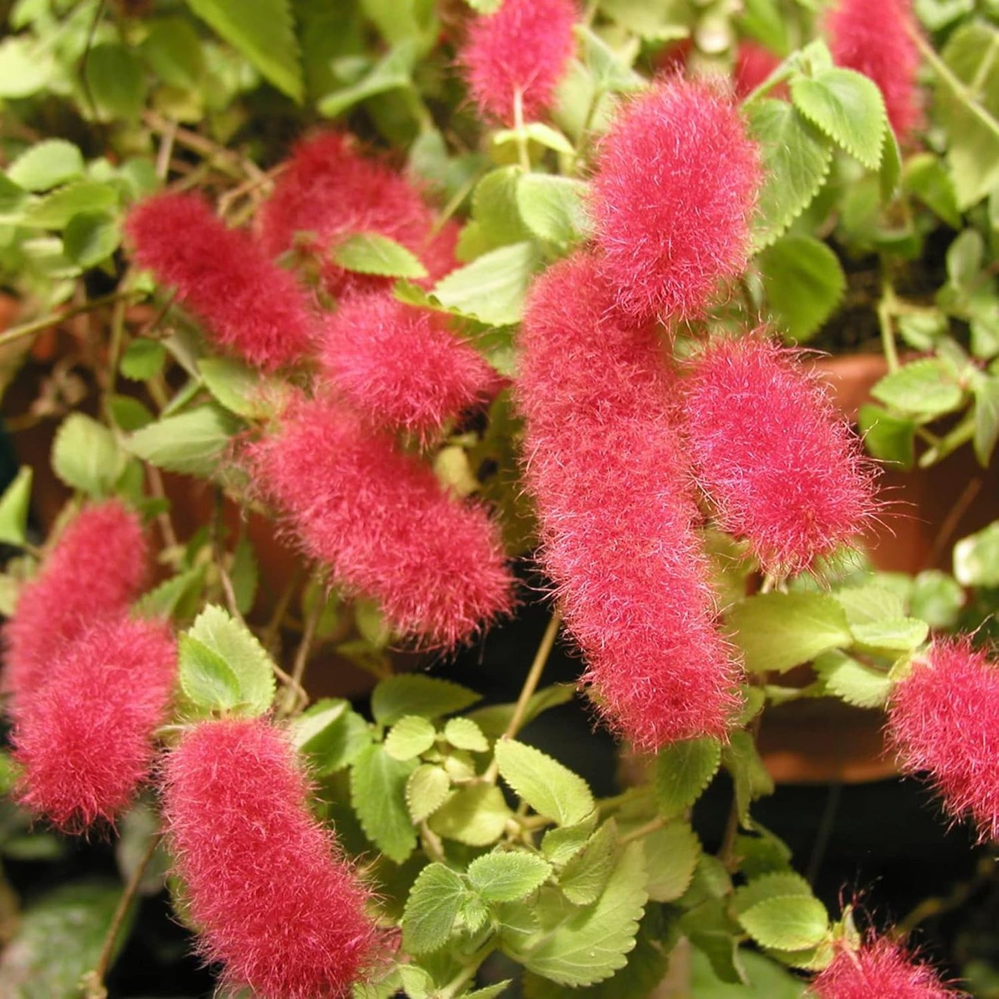 Semillas de flores de Acalypha Pendula (chenilla enana)