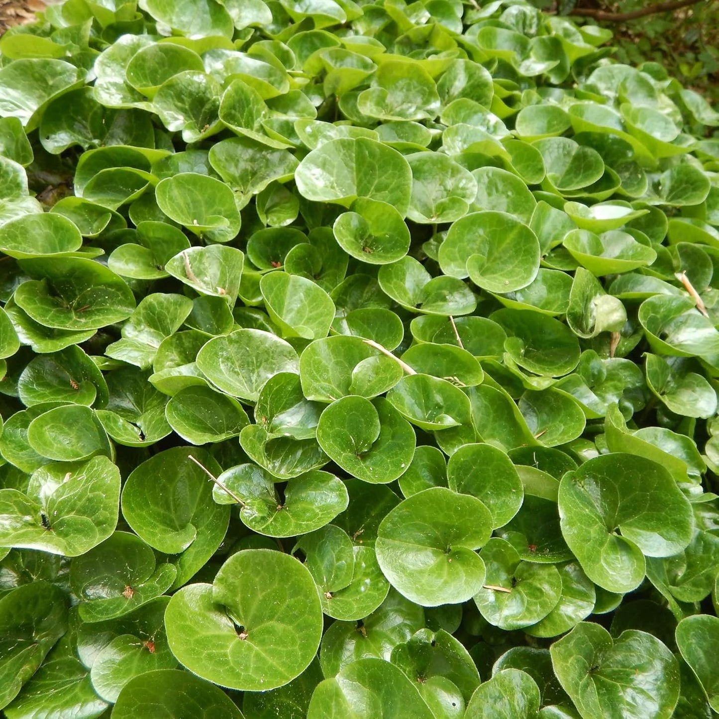 Canadian Wild Ginger Herb Seeds