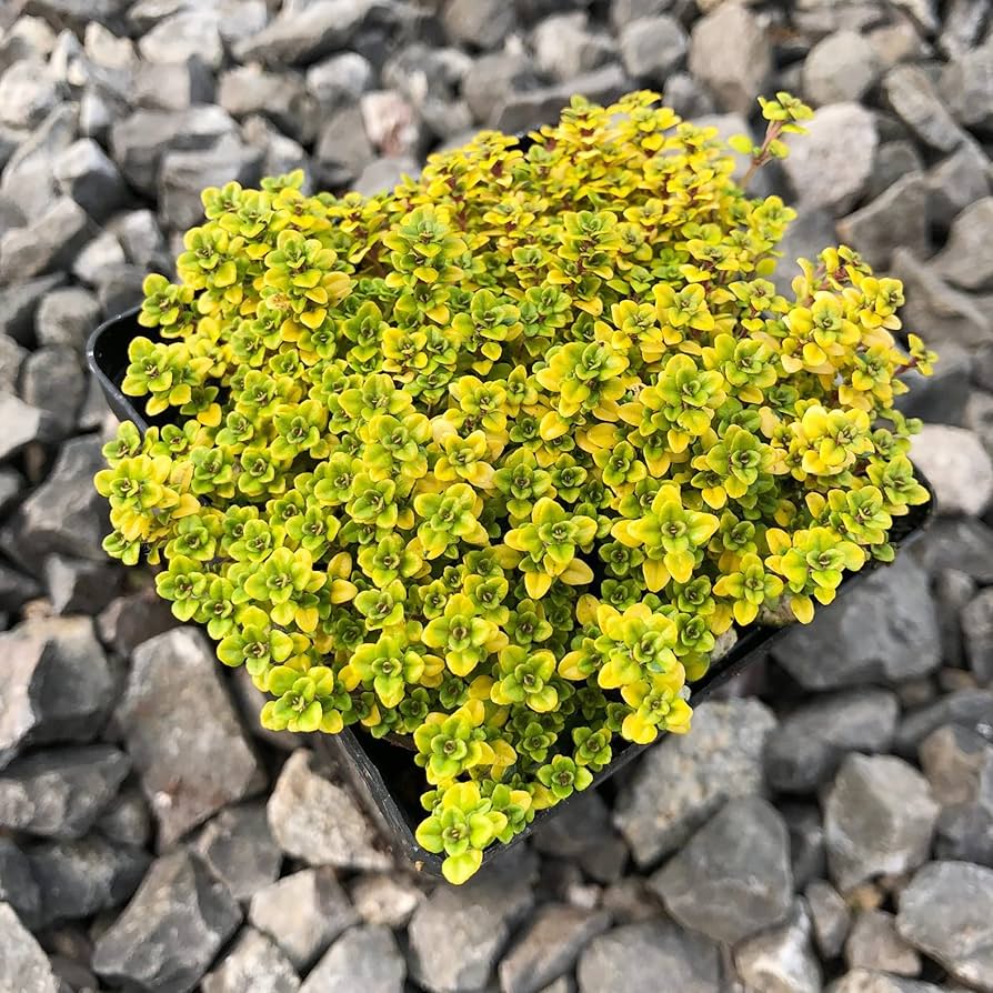 Yellow Creeping Thyme Herb Seeds