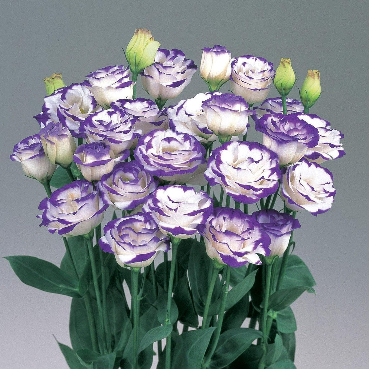 Mixed Lisianthus Echo Flower seeds for Planting - Compact Growth, Heirloom & GMO Free Seeds for Home Garden
Sale seeds for planting in home garden