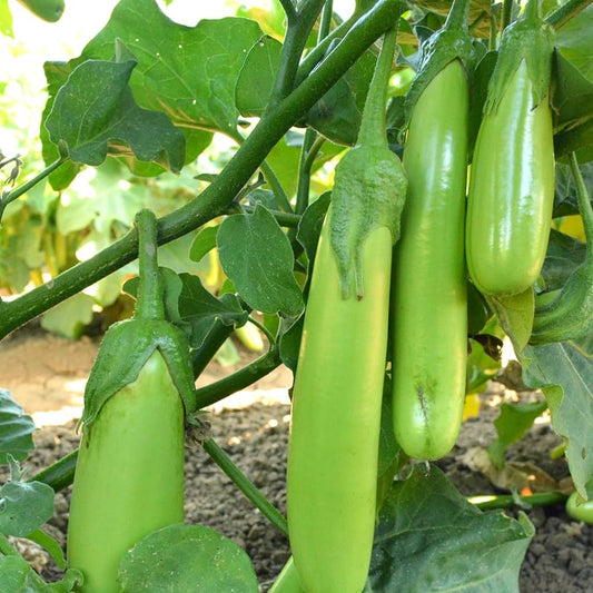 Green Eggplant (Solanum Melongena) Seeds for Planting – Heirloom, Non-GMO, Easy to Grow, Annual