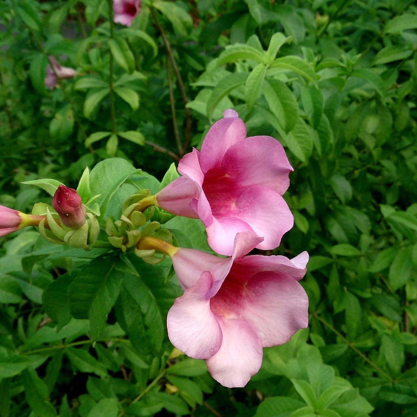 Semillas de flores de Allamanda Blanchetii