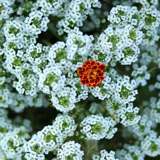 Teal Alyssum Flower Seeds for Planting – Heirloom, Non-GMO, Easy to Grow, Annual