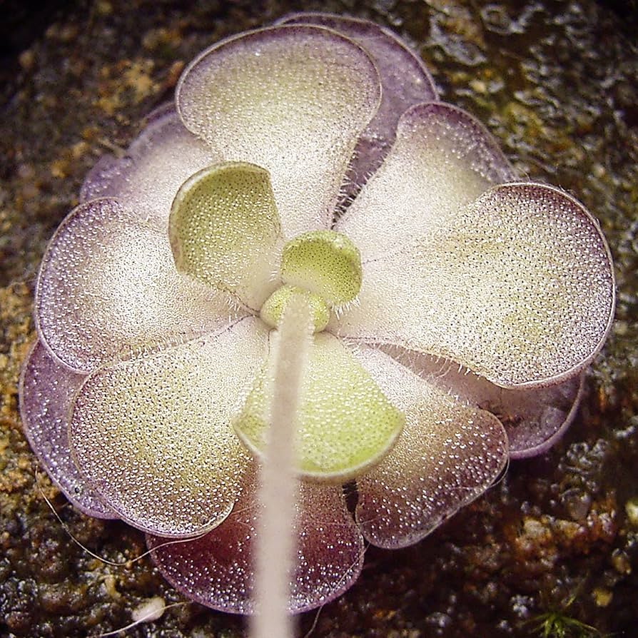 Pinguicula Cyclosecta Flower Seeds