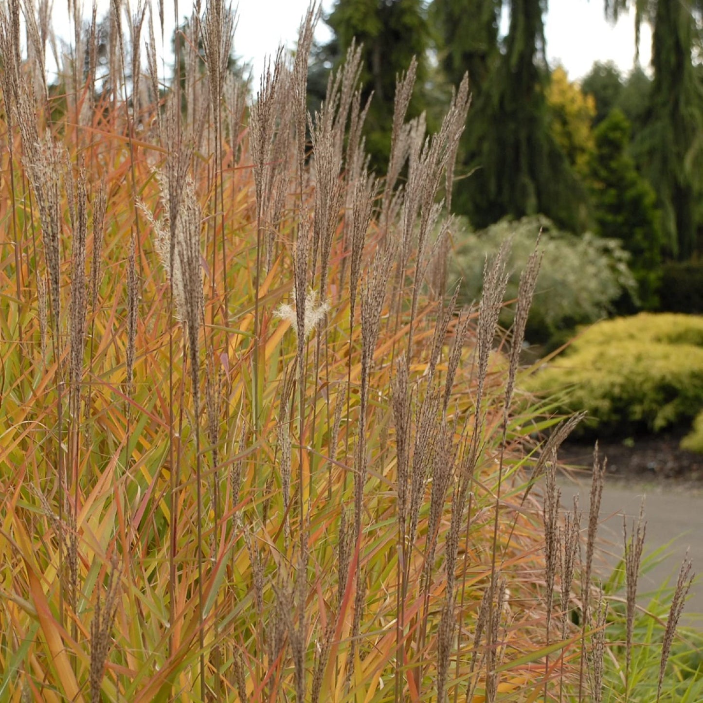 Miscanthus Sinensis Silbergras Kräutersamen