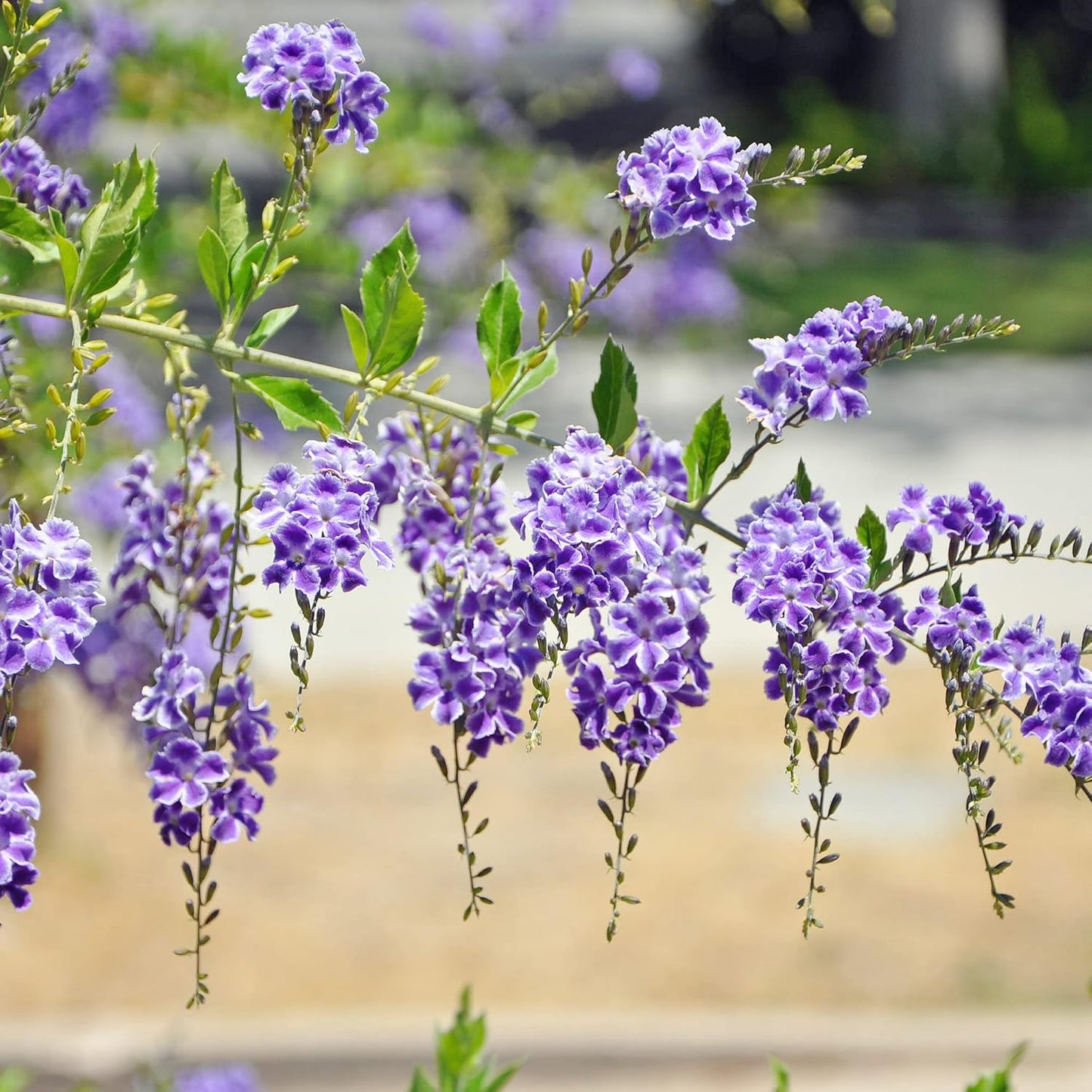 Duranta Erecta Flower Seeds