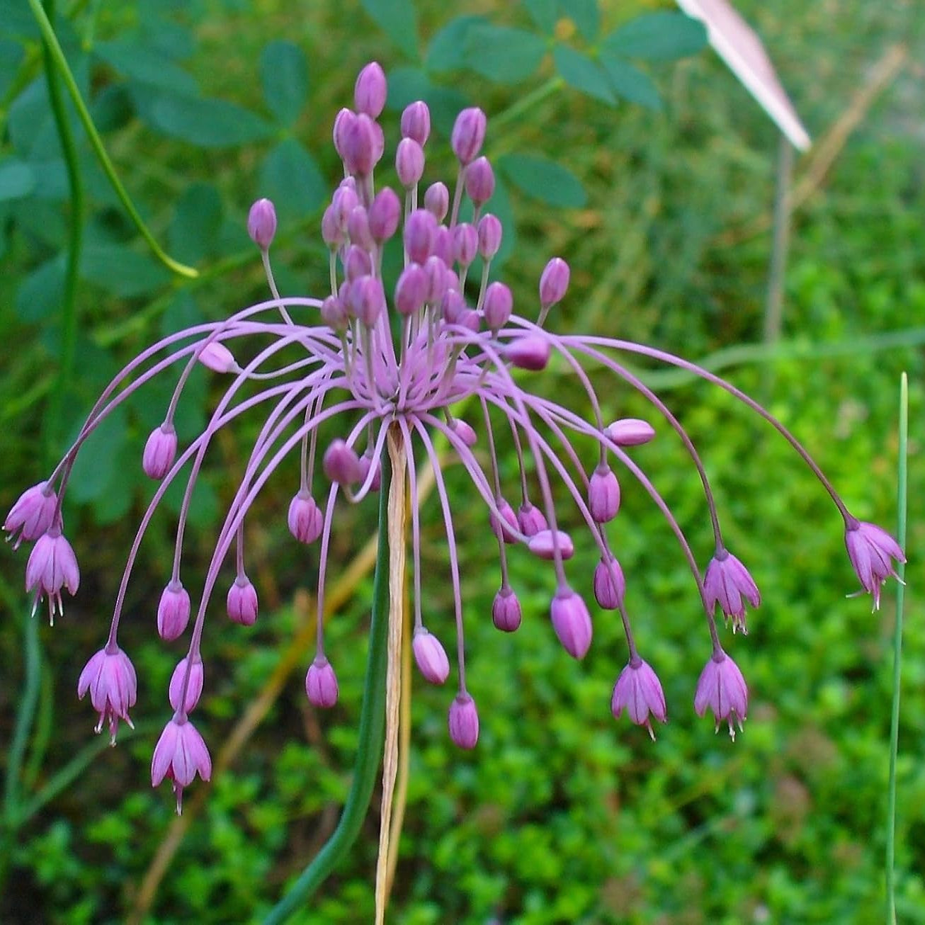 Semi di Fiore d'Aglio Carenato