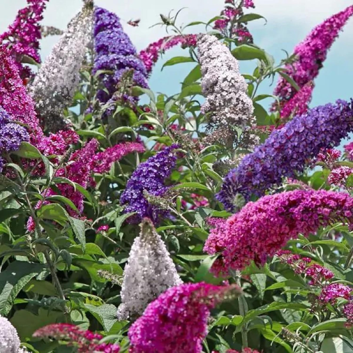 Mix Buddleia Davidii Flower seeds for Planting - Seasonal Bloomer, Heirloom & GMO Free Seeds for Home Garden
