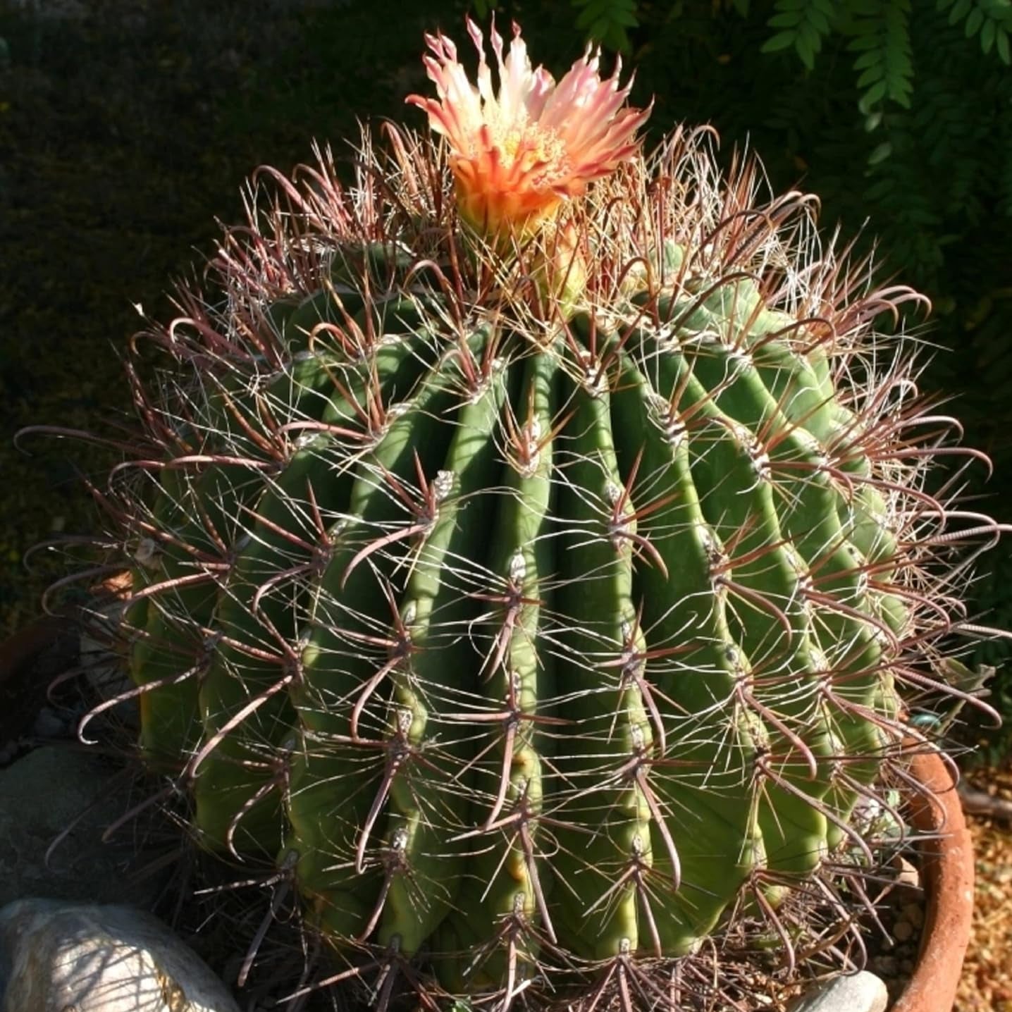 Semi di pianta di cactus a barile dolce