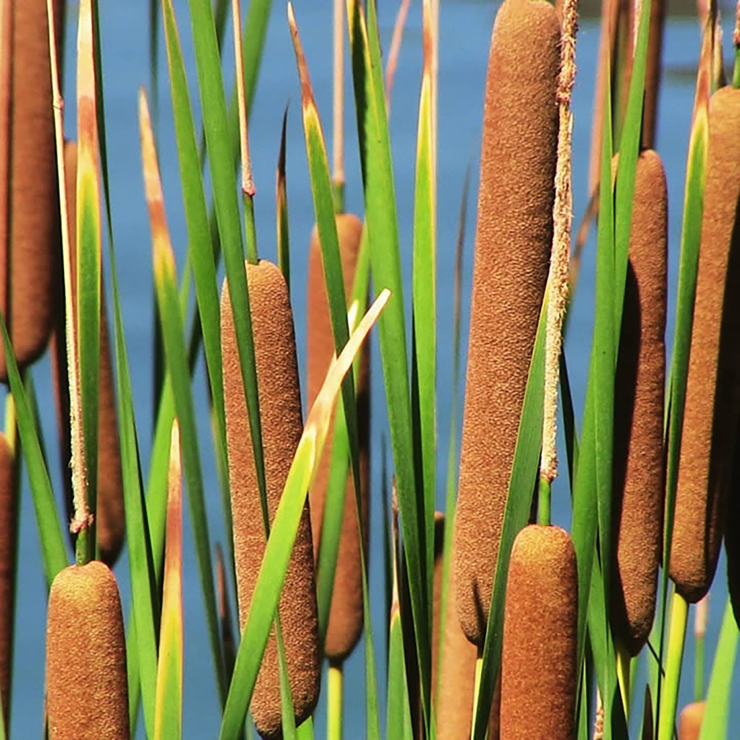 Cattail Plant Seeds for Planting – Heirloom, Non-GMO, Wetland Perennial
