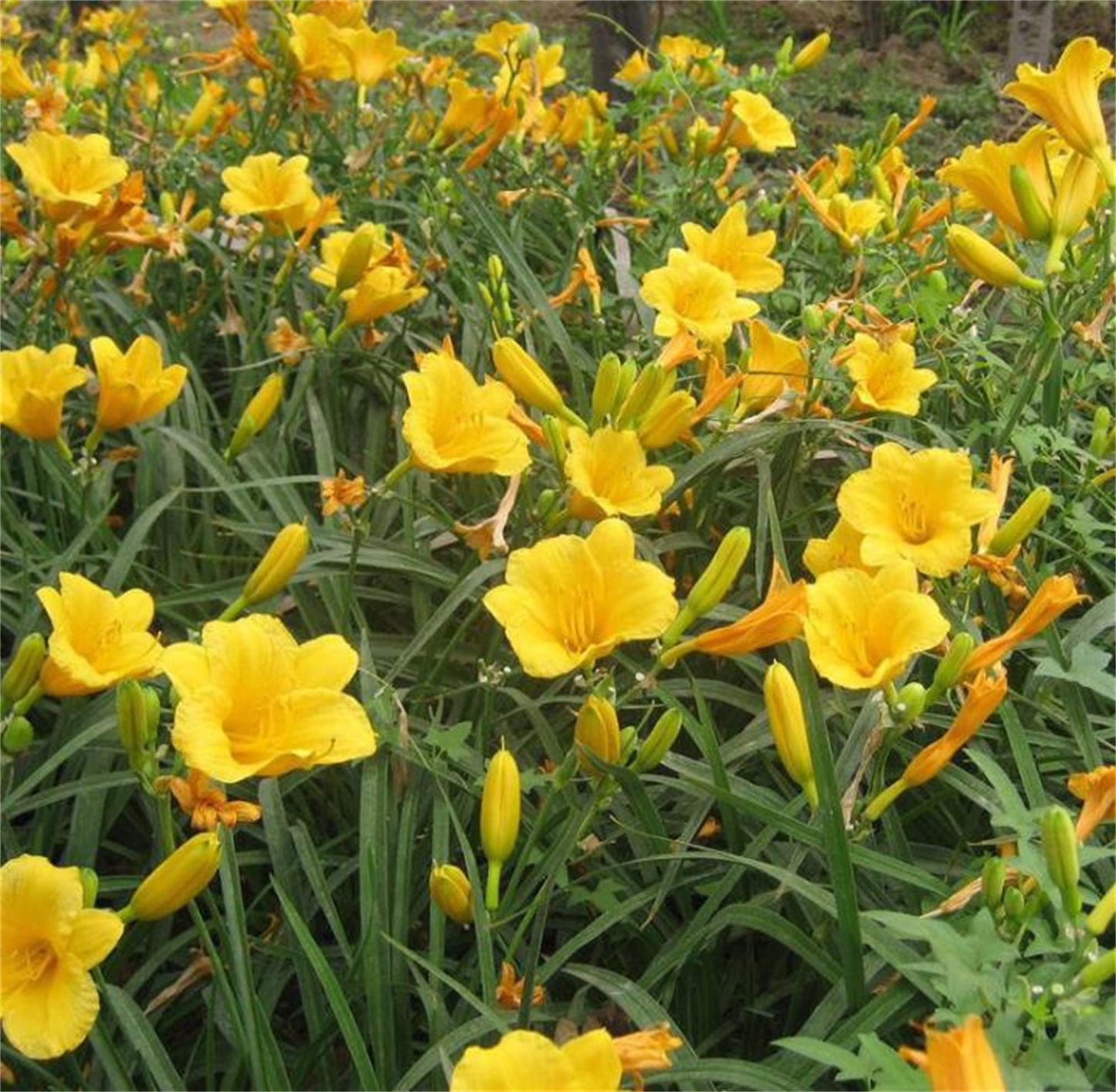 Daylily Flower Seeds