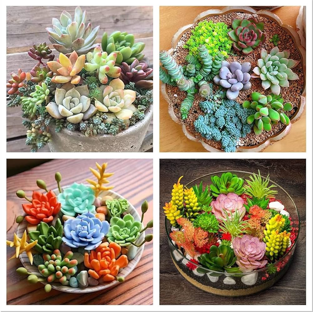 succulents seeds Succulents Bonsai Flower seeds for Planting Premium Qua