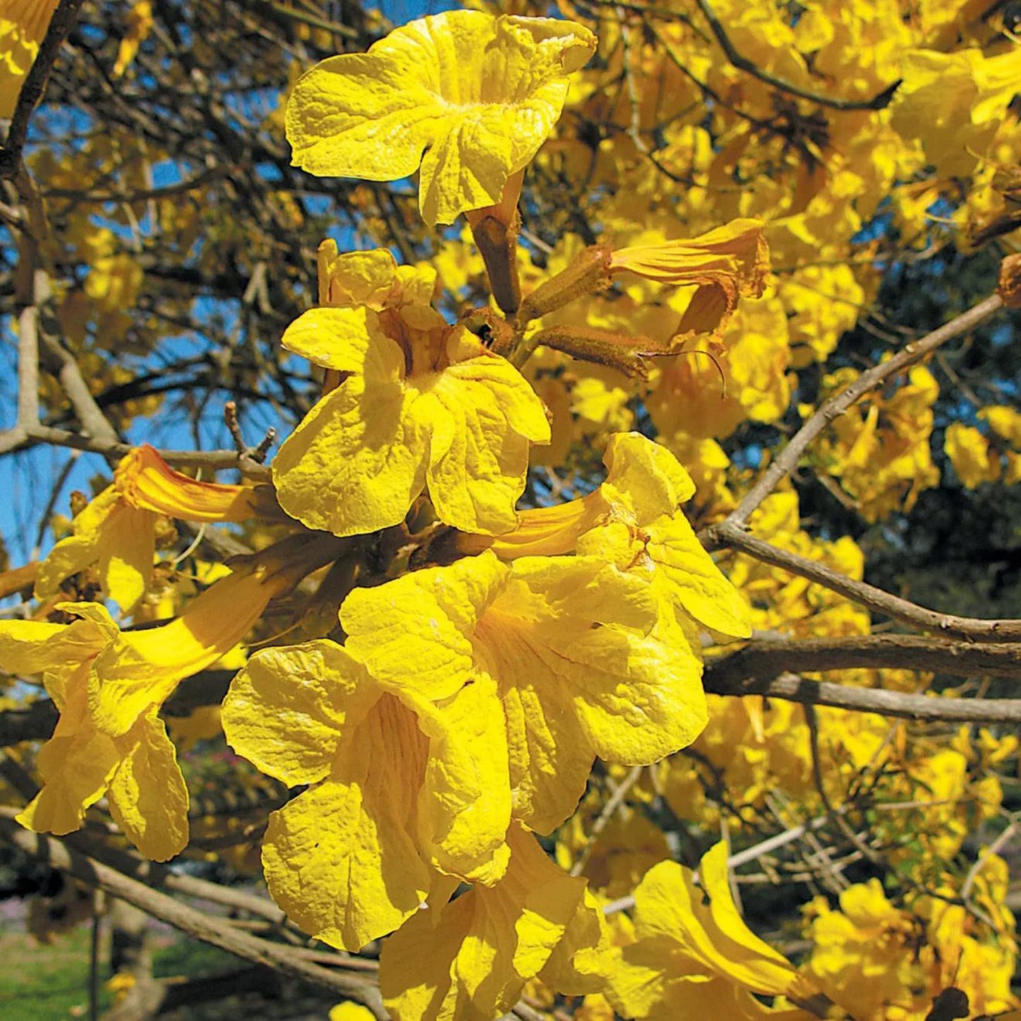 Handroanthus Chrysotrichus Flower Seeds