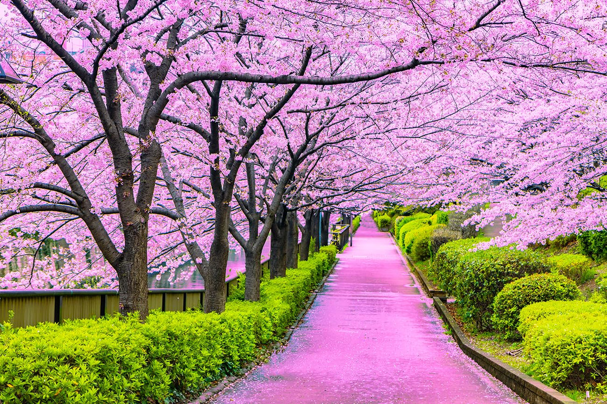 Kirschbaum Flower seeds for Planting - Seasonal Bloomer, Heirloom & GMO Free Seeds for Home Garden
Sale for planting in home garden.