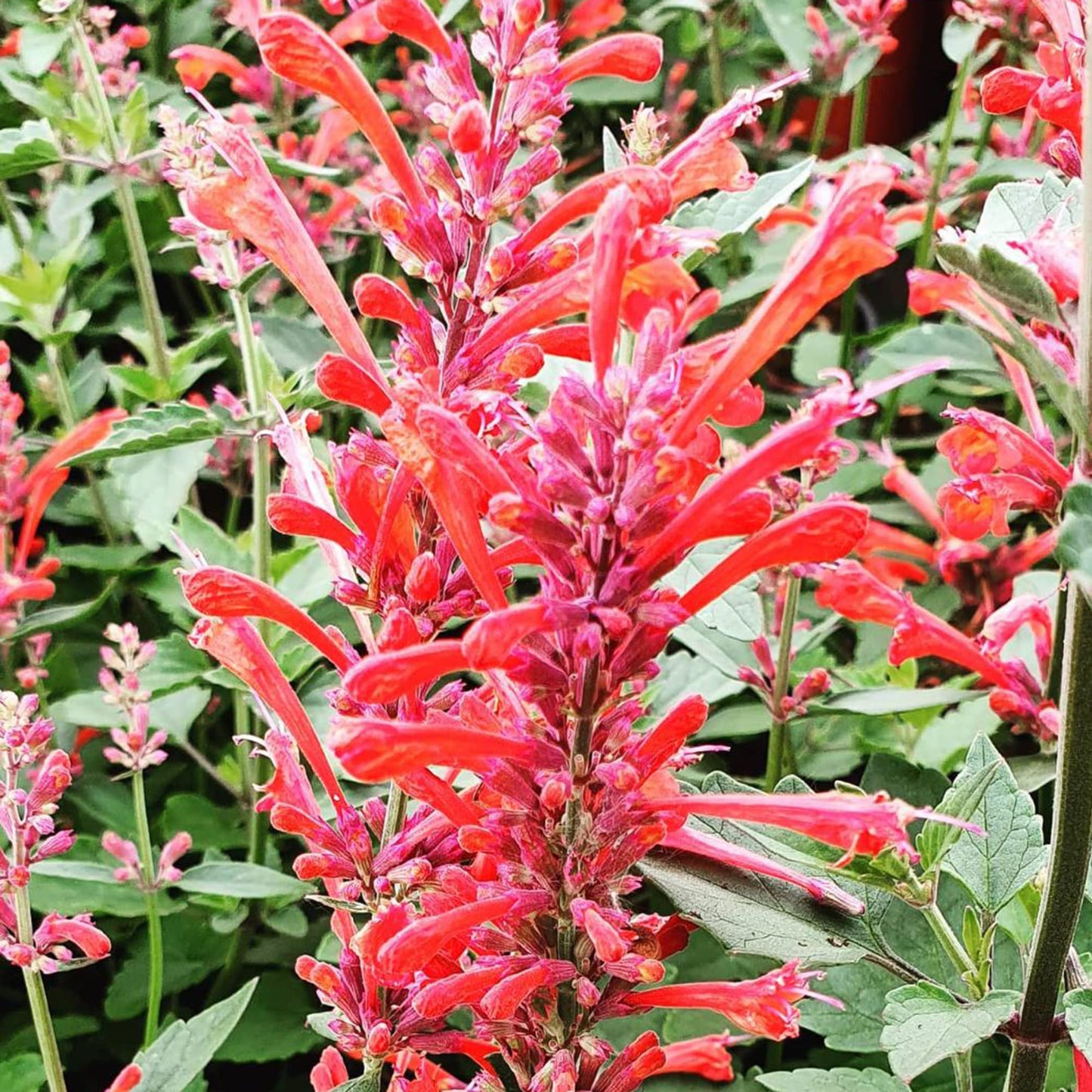 Tango Hummingbird Mint Herb Seeds