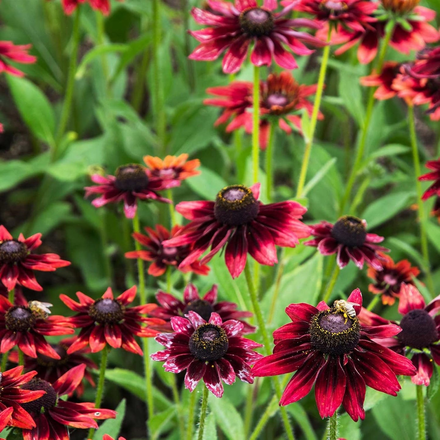 Rudbeckia hirta 'Cherry Brandy' (Schwarzäugige Susanne) Blumensamen