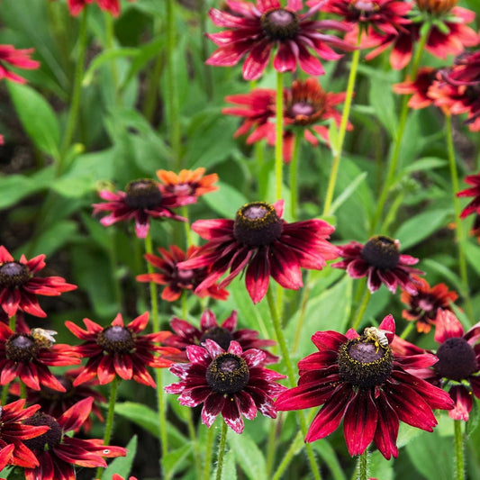 Rudbeckia hirta 'Cherry Brandy' (Black-Eyed Susan) Flower Seeds for Planting – Heirloom, Non-GMO, Pollinator-Friendly, Annual