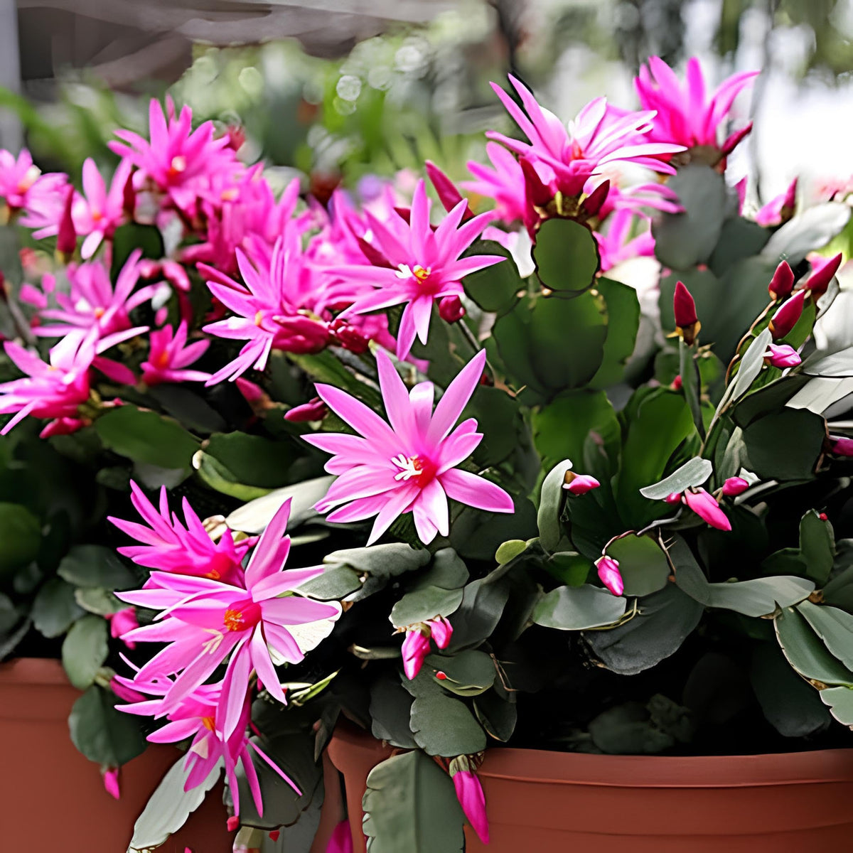 Purple Schlumbergera Flower seeds for Planting - Low Maintenance, Heirloom & GMO Free Seeds for Home Garden
Sale seeds for planting in home garden