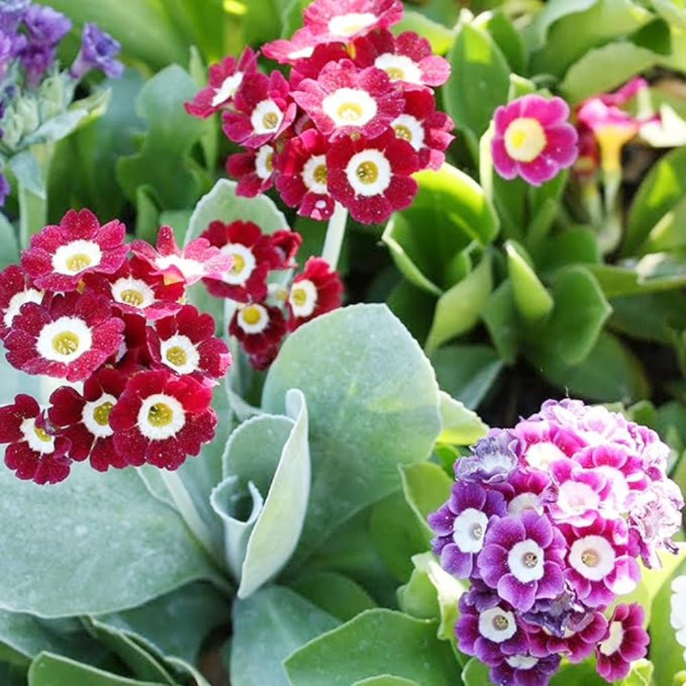 auricula flower seeds Primrose Auricula Flower Seeds for Planting – Heirloom, Non-GMO, Easy – Pure Asia Seeds