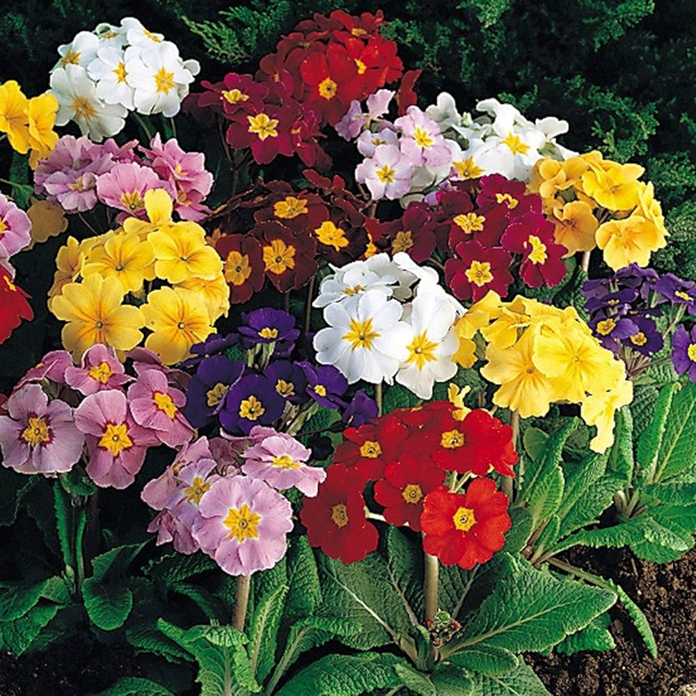 Primula Primrose Polyanthus Flower Seeds