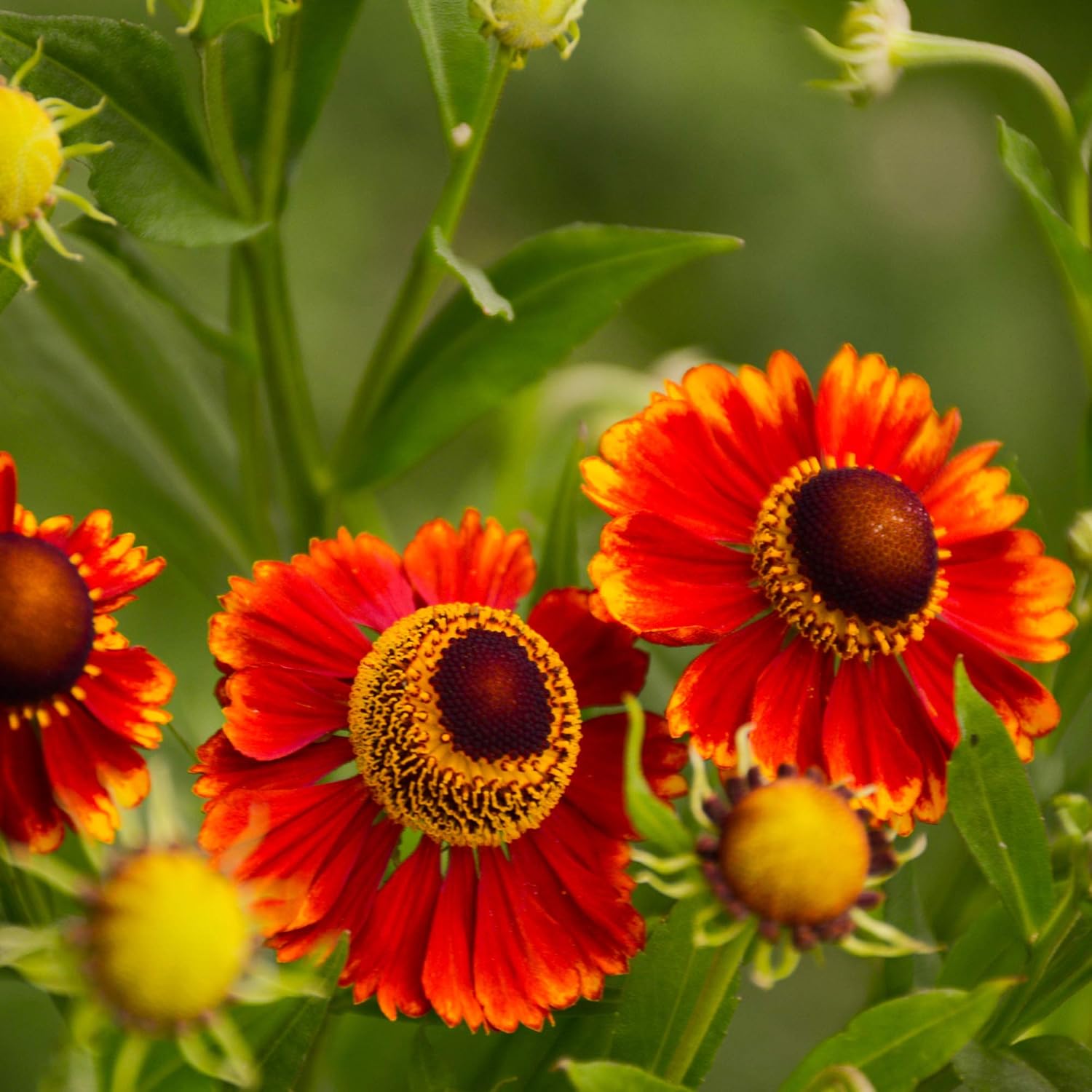 helenium flower seeds Helenium autumnale (Sneezeweed) Flower Seeds for Planting – Heirloom, – Pure Asia Seeds