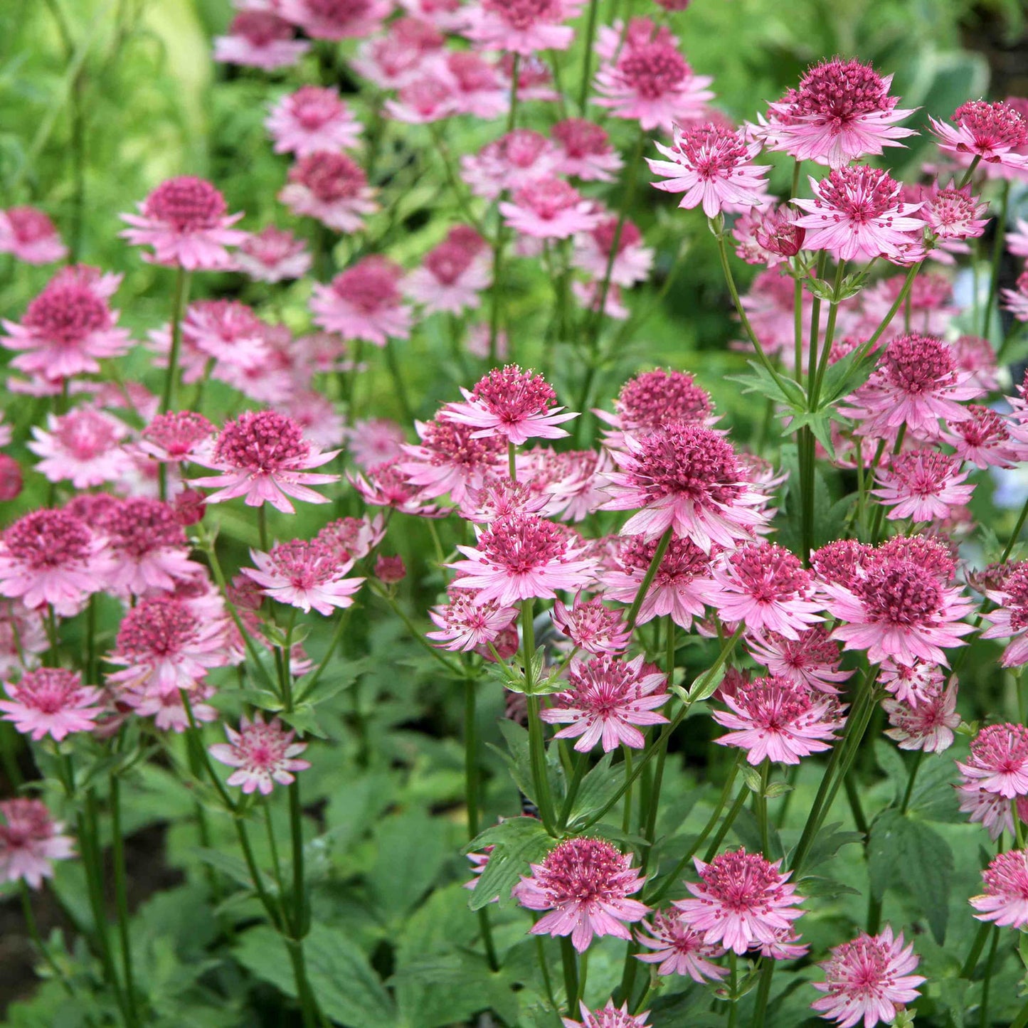 Astrantia Major 'Rose Symphony' Flower Seeds