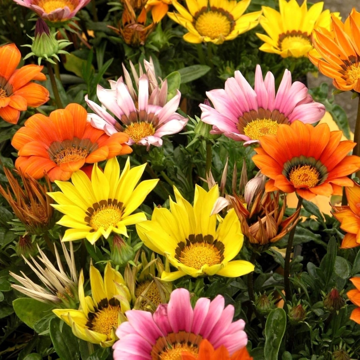 Gazania Treasure Flower Seeds