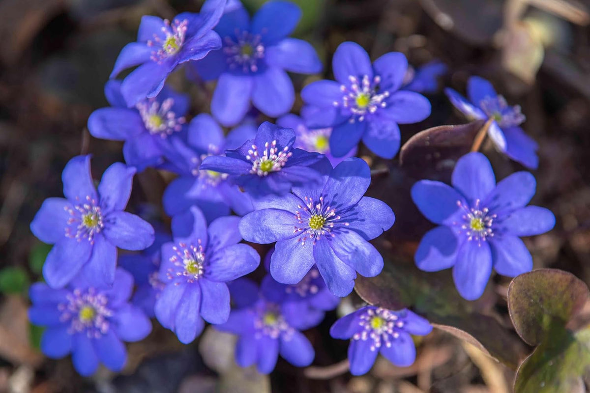 Hepatica Nobilis Flower seeds for Planting - Cut Flower Favorite, Heirloom & GMO Free Seeds for Home Garden
Sale for planting in home garden