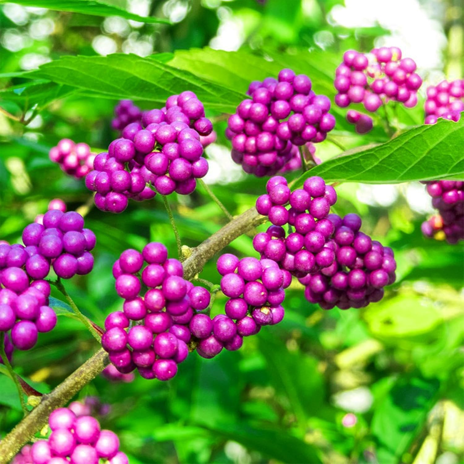planting berry seeds American Beautyberry Fruit Seeds for Planting – Heirloom, Non-GMO, Pol – Pure Asia Seeds
