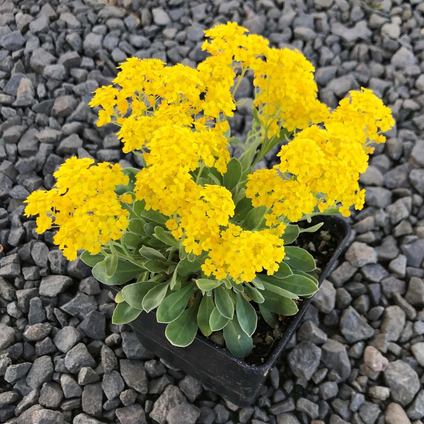 Yellow Creeping Thyme Herb Seeds
