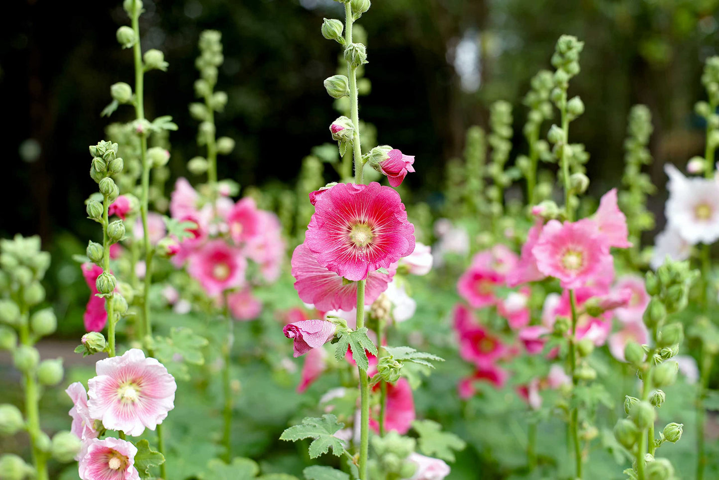 Pink Hollyhock 'Summer Carnival' Flower Seeds