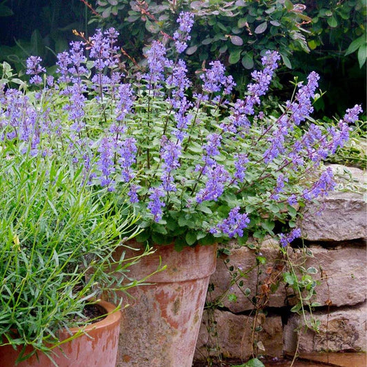 Catmint 'Blue Wonder' Herb Seeds for Planting – Heirloom, Non-GMO, Pollinator-Friendly