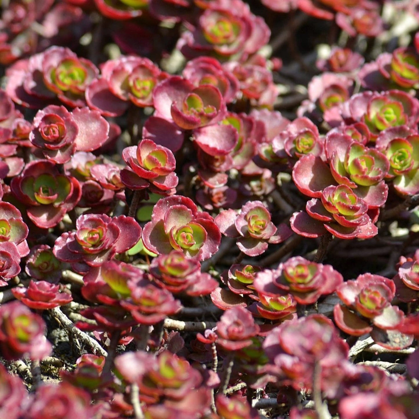 Graines de fleurs de Sedum Spurium