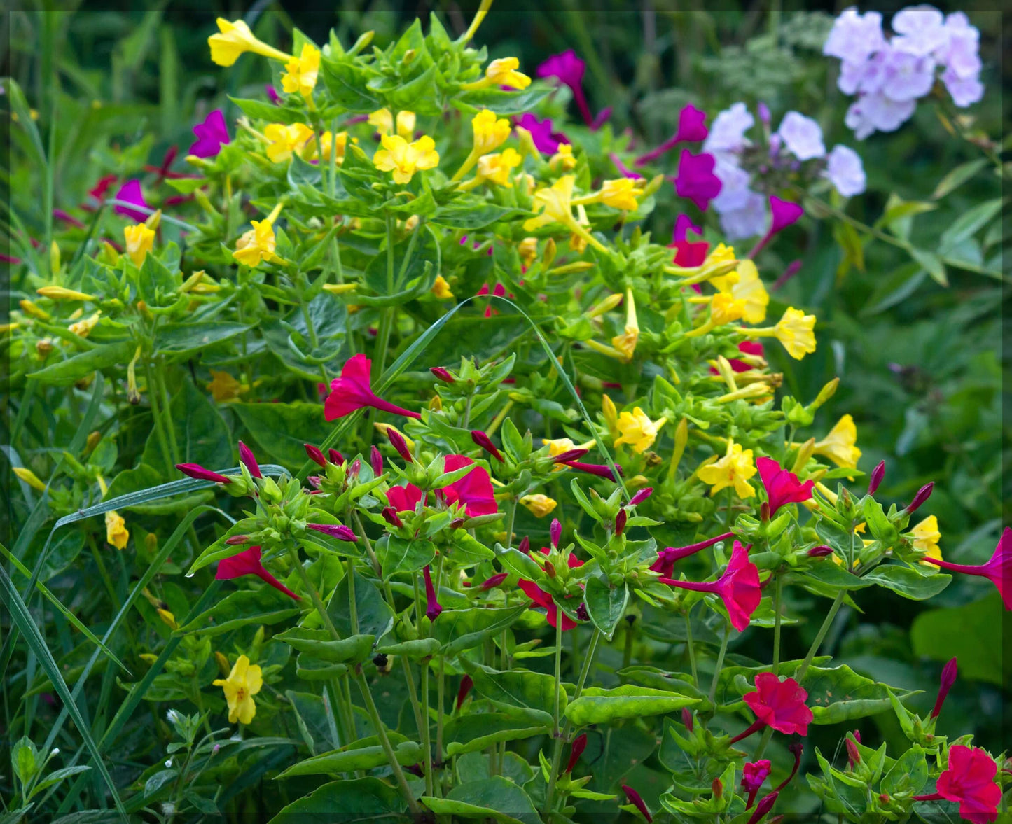 Four O'Clock Flower Seeds