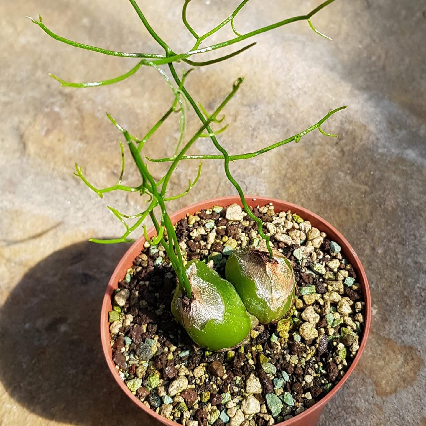 Bowiea Volubilis Plant Seeds