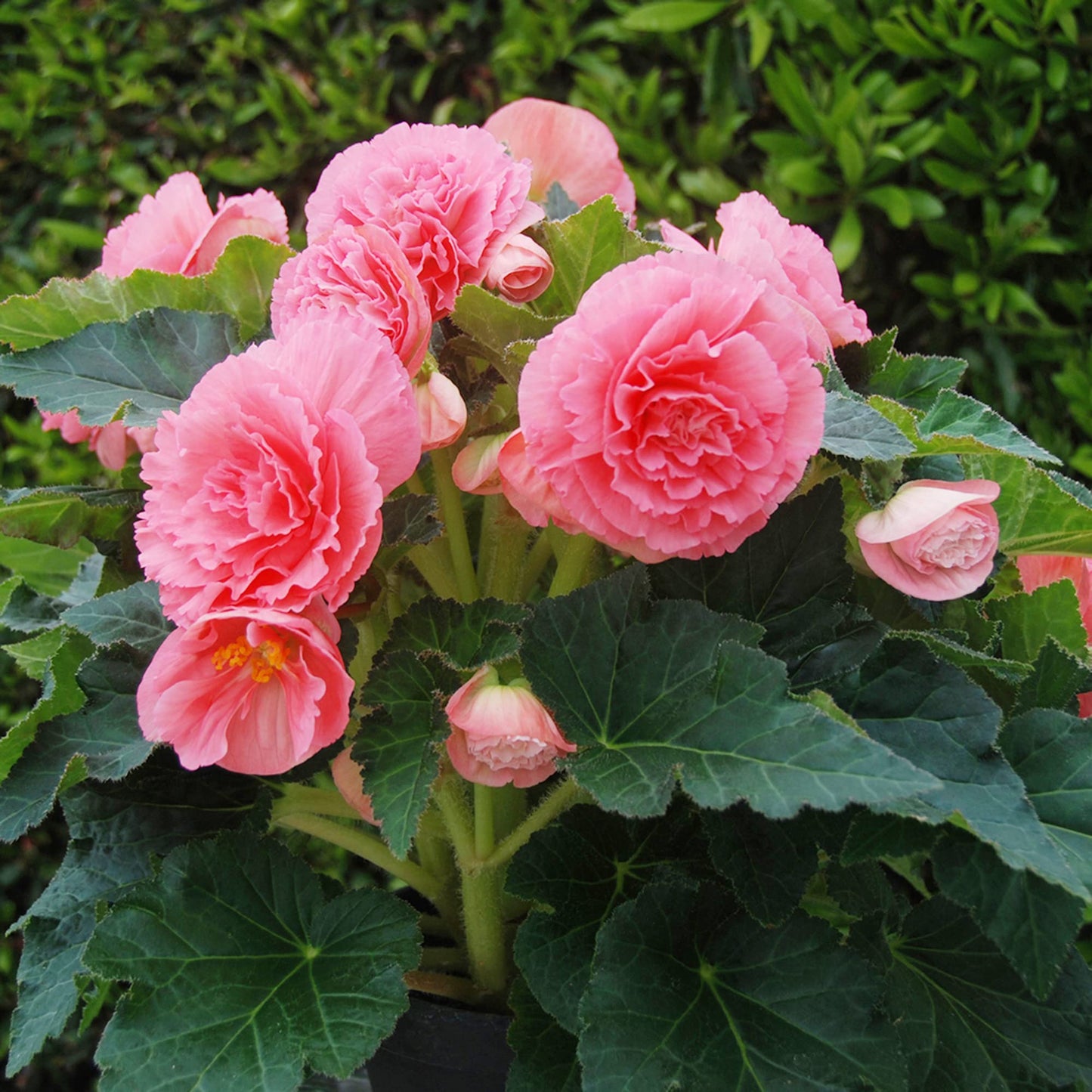 フリル付きピンクベゴニアの花の種