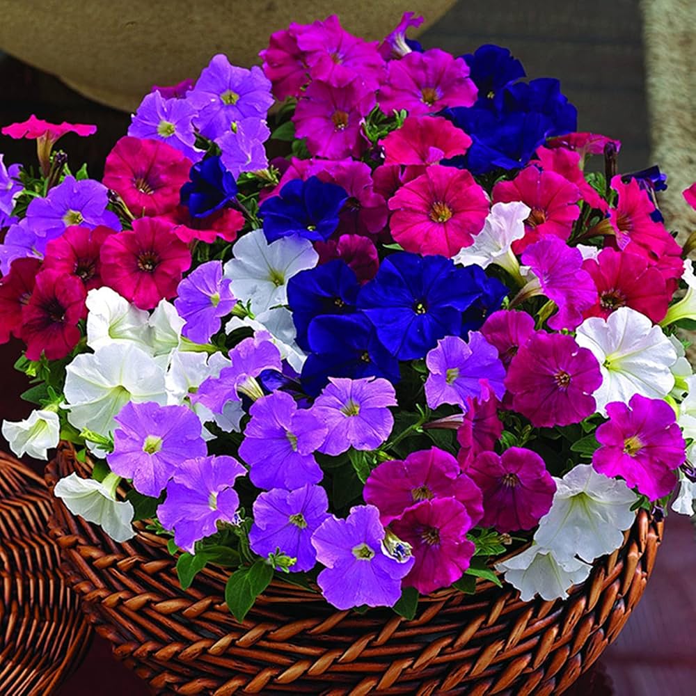 Laura Bush Petunia Flower Seeds