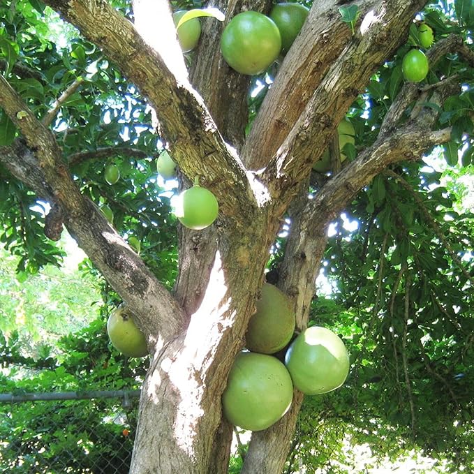 Crescentia Alata (Giant Calabash) Tree Seeds for Planting – Heirloom, Non-GMO, Tropical
