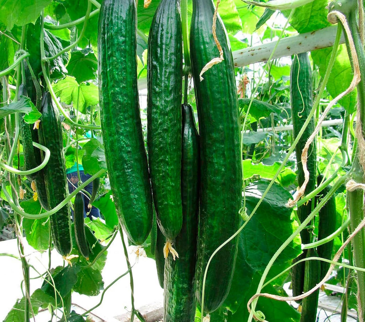 Japanese Long Cucumber Vegetable Seeds