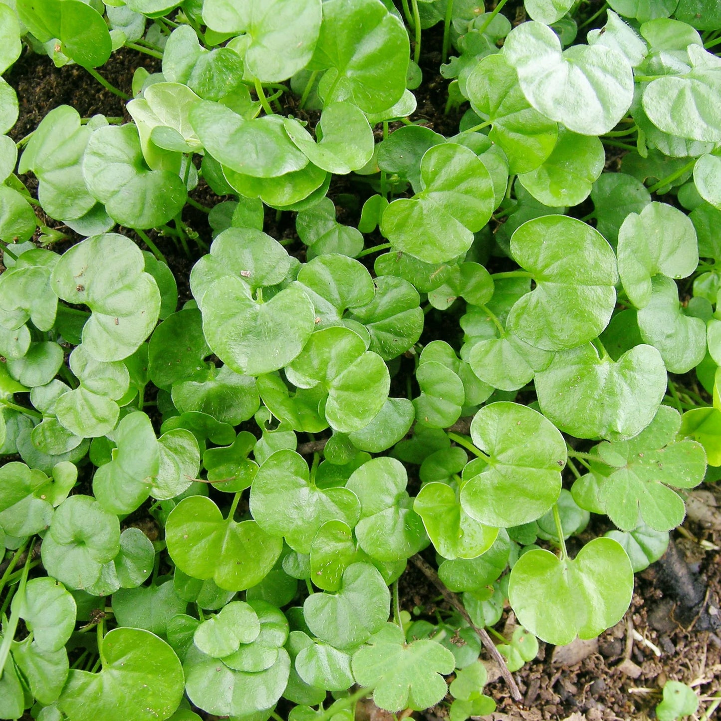 Dichondra Repens Herb Seeds for Planting – Heirloom, Non-GMO, Groundcover, Perennial