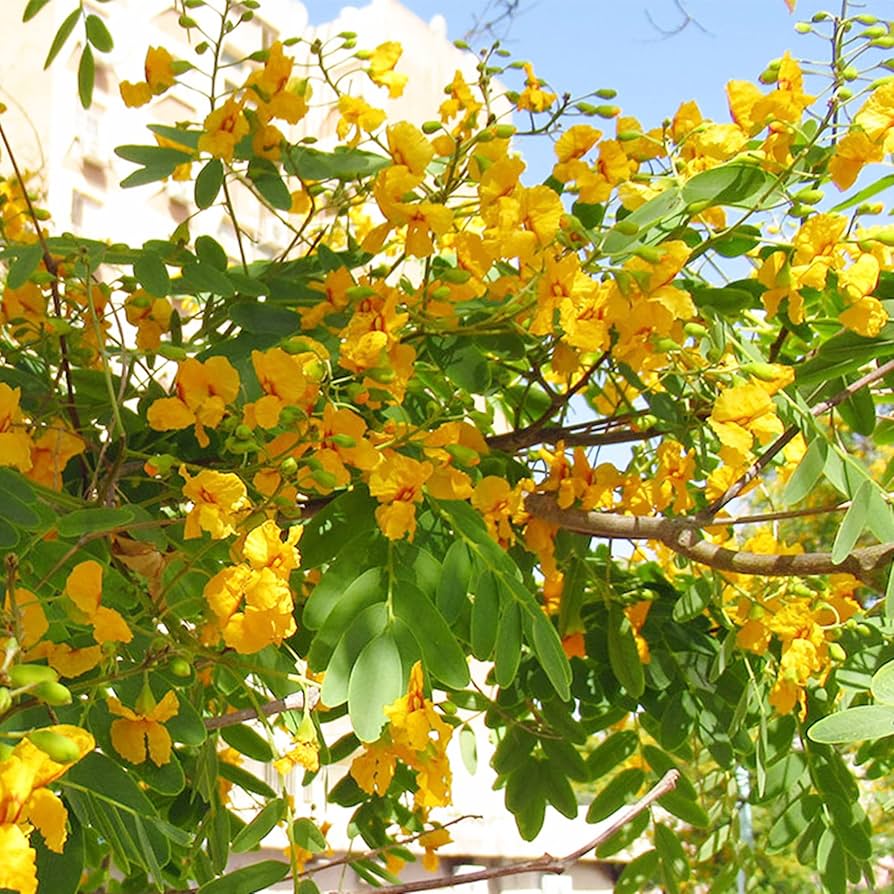 Yellow Jacaranda Tree Seeds