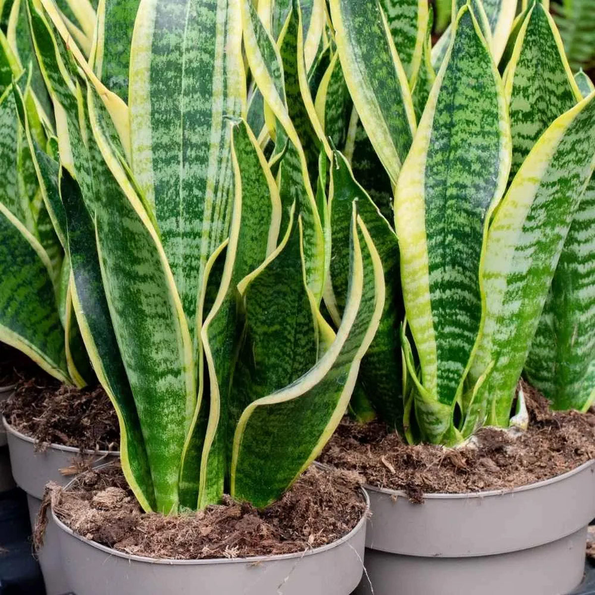 Green Snake Flower seeds for Planting - Seasonal Bloomer, Heirloom & GMO Free Seeds for Home Garden
Sale for planting in home garden.