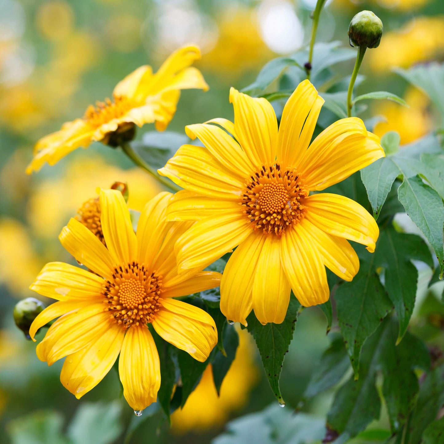 Yellow Mexican Sunflower Seeds