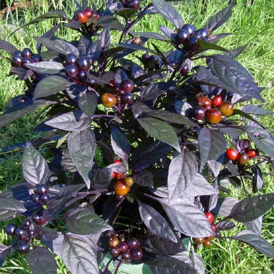 Graines de fruit de poivre perle noire