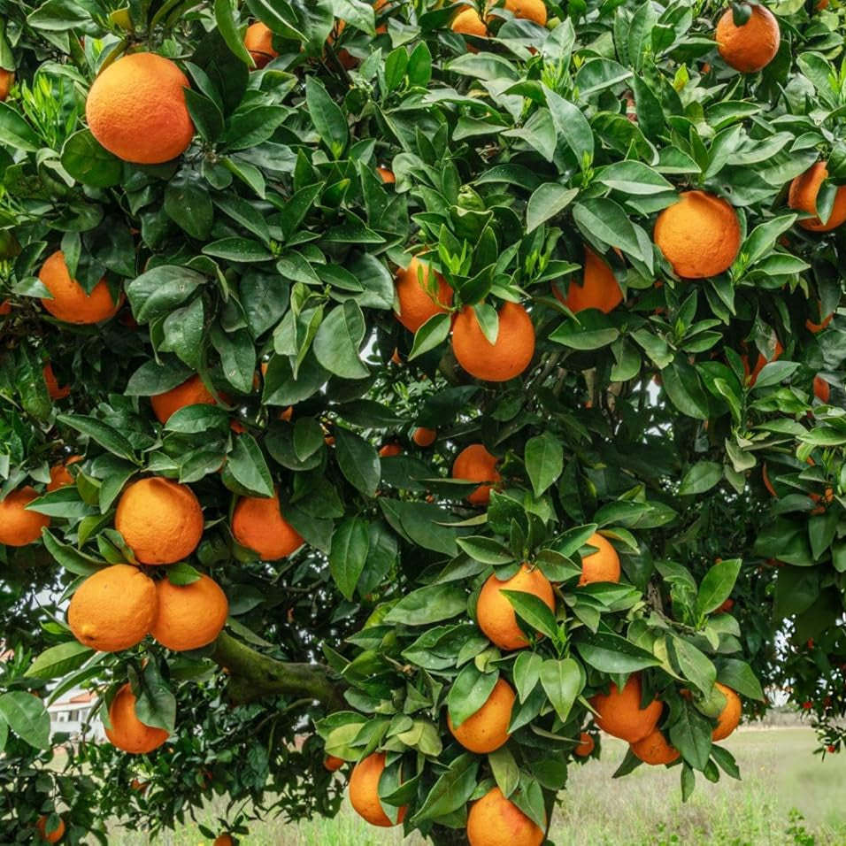 Graines de fruit d'orange sans pépins