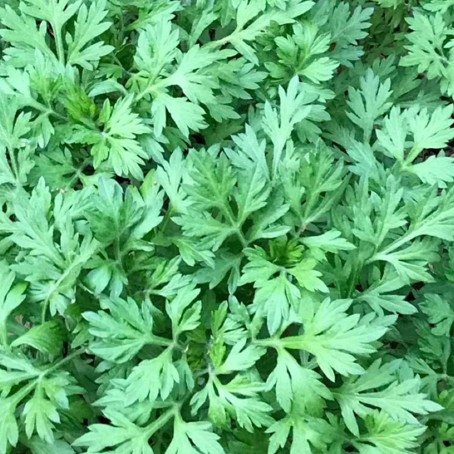 Semi di erba di assenzio giapponese