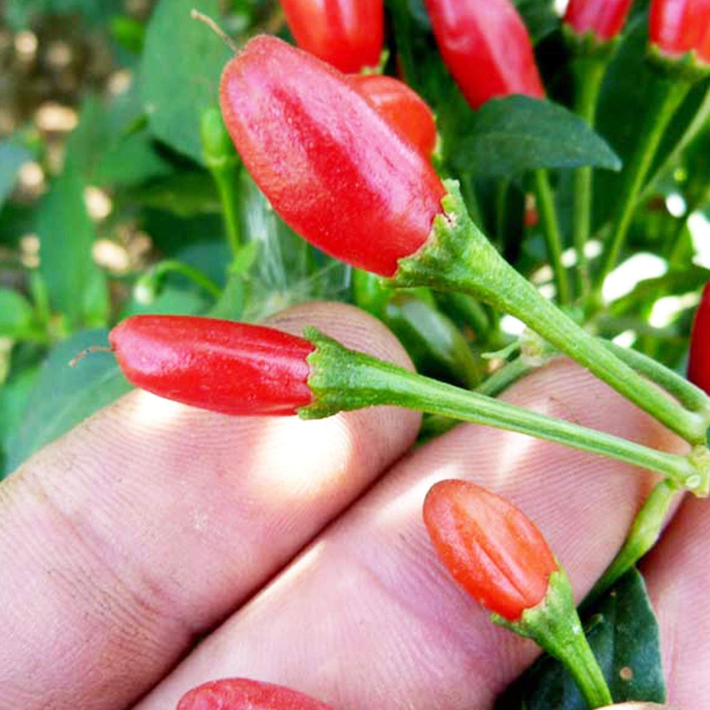 Semi di Peperoncino Chiltepin Ereditario