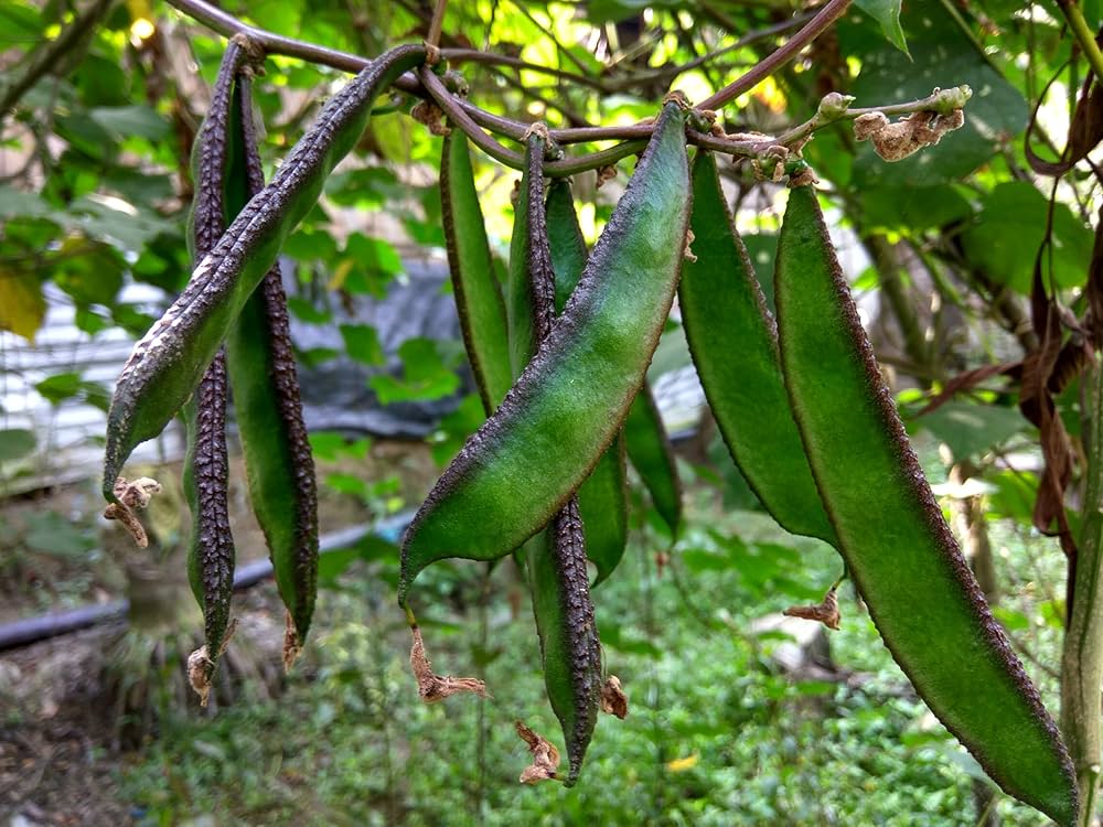 Lima Bean Vegetable Seeds
